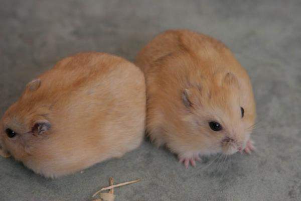 nama latin hamster